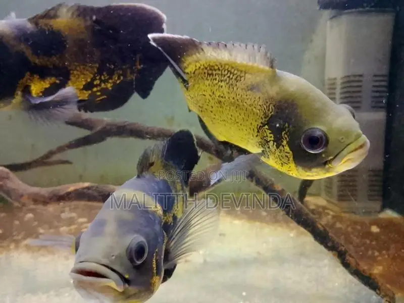 Oscar Fish
