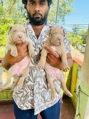 Xxl American Bully Puppies