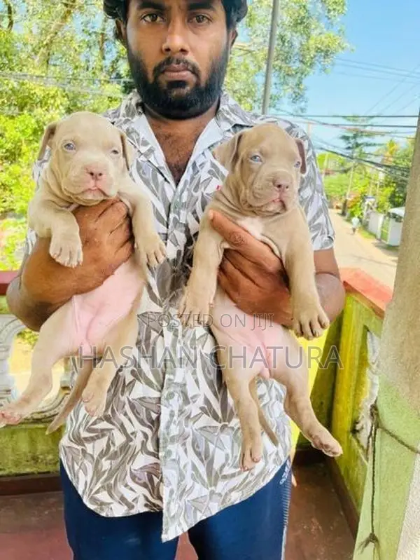 Xxl American Bully Puppies