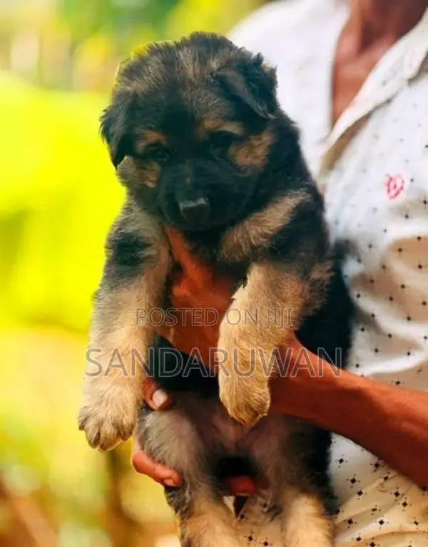 German Shepherd Puppies