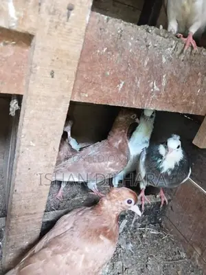Konda Pigeon