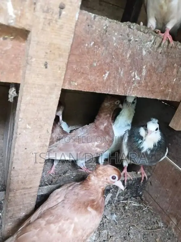 Konda Pigeon