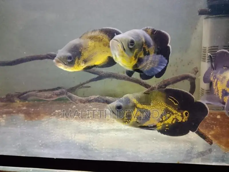 Oscar Fish
