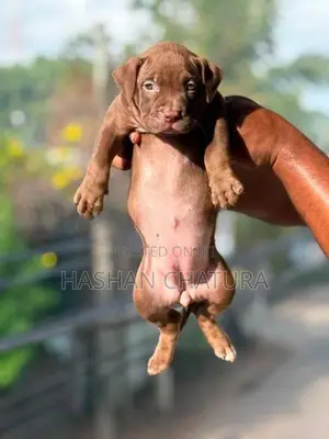 Xxl American Bully Puppies