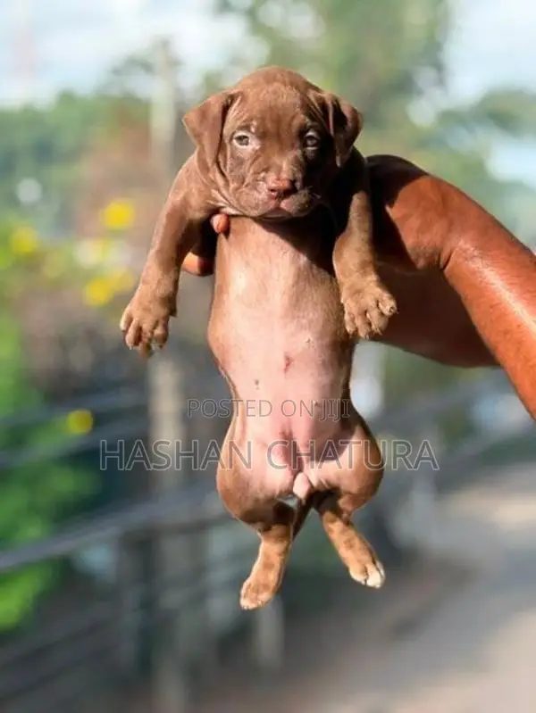 Xxl American Bully Puppies