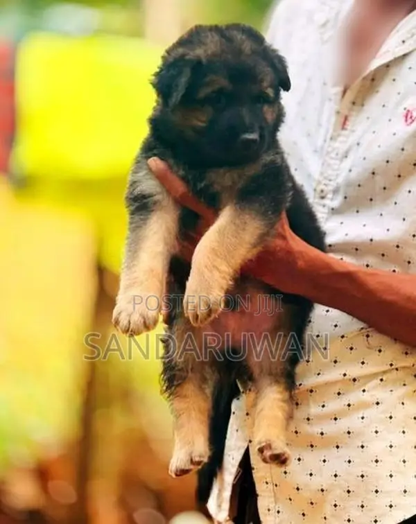 German Shepherd Puppies