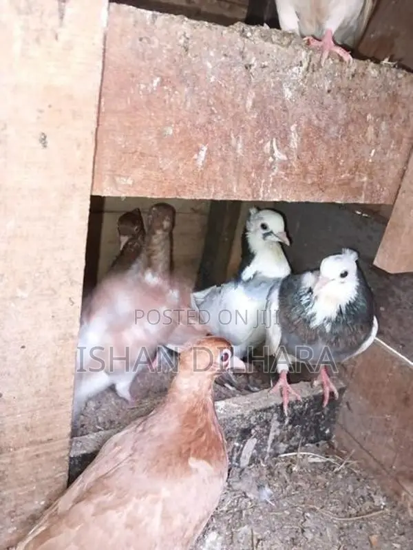 Konda Pigeon