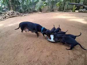 Dachshund Puppies