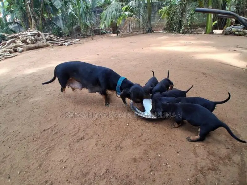Dachshund Puppies