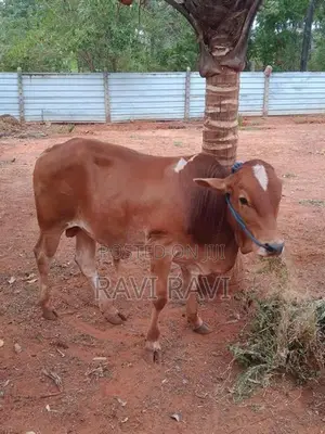 Farm Cow