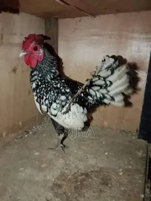 Kukullu