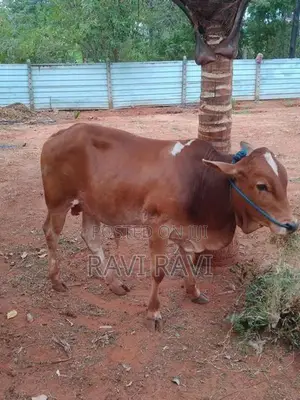 Farm Cow