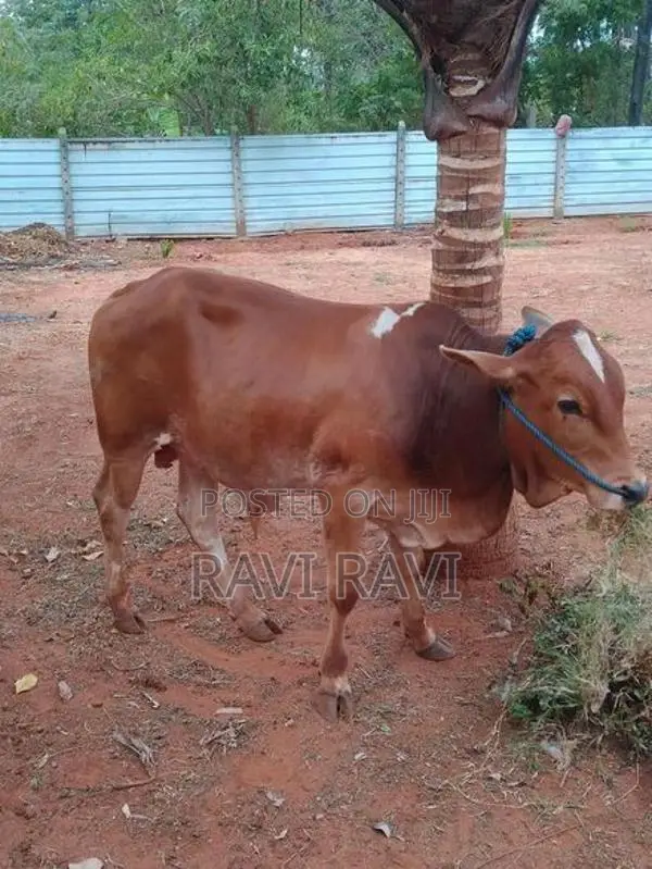 Farm Cow