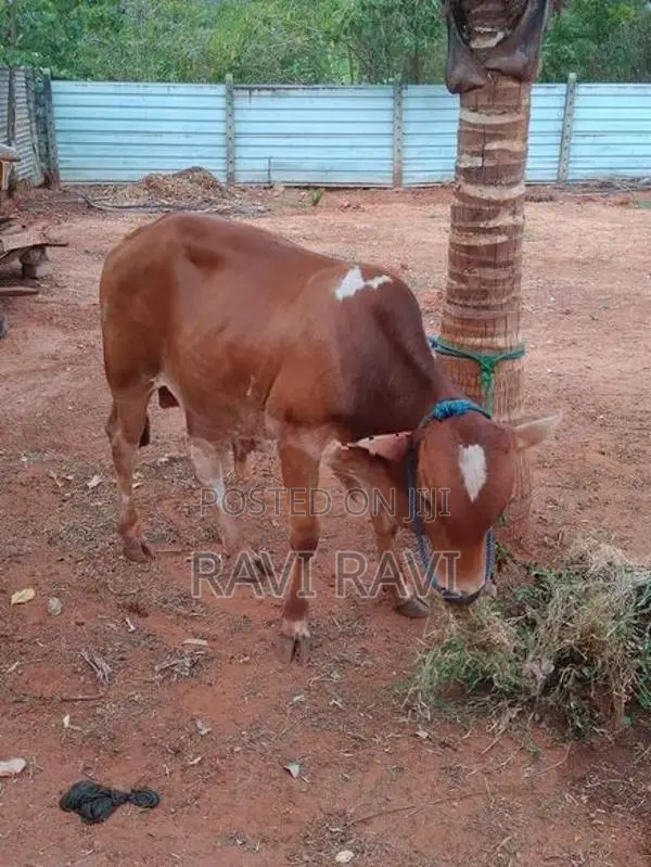 Farm Cow