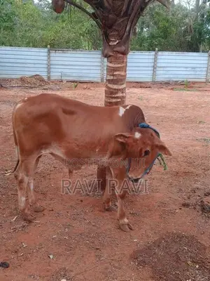 Farm Cow