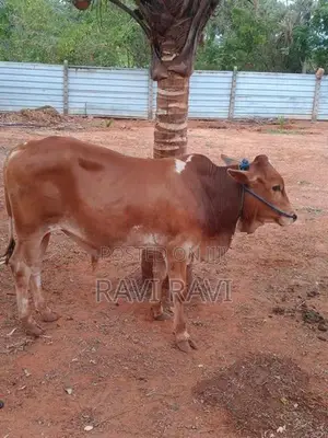 Farm Cow