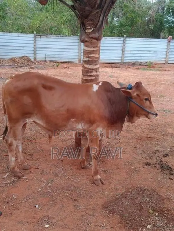 Farm Cow