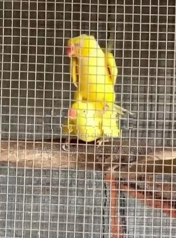 Yellow Ring Neck Parrot