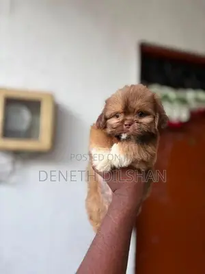 Shihtzu Puppy