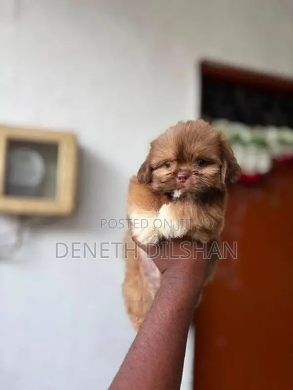 Shihtzu Puppy
