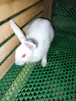 Rabbits