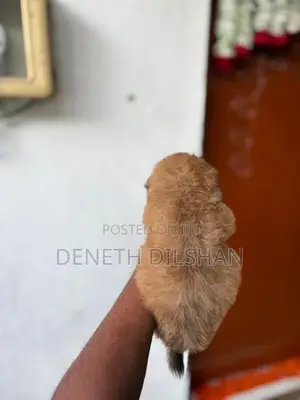 Shihtzu Puppy