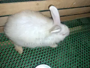 Rabbits