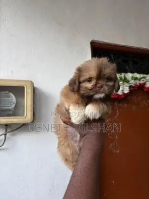 Shihtzu Puppy