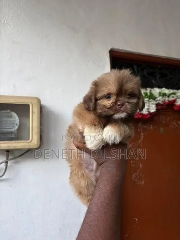 Shihtzu Puppy