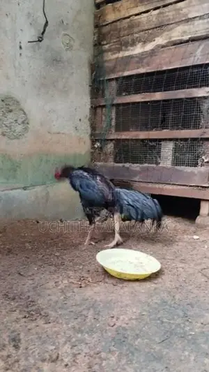 Rooster