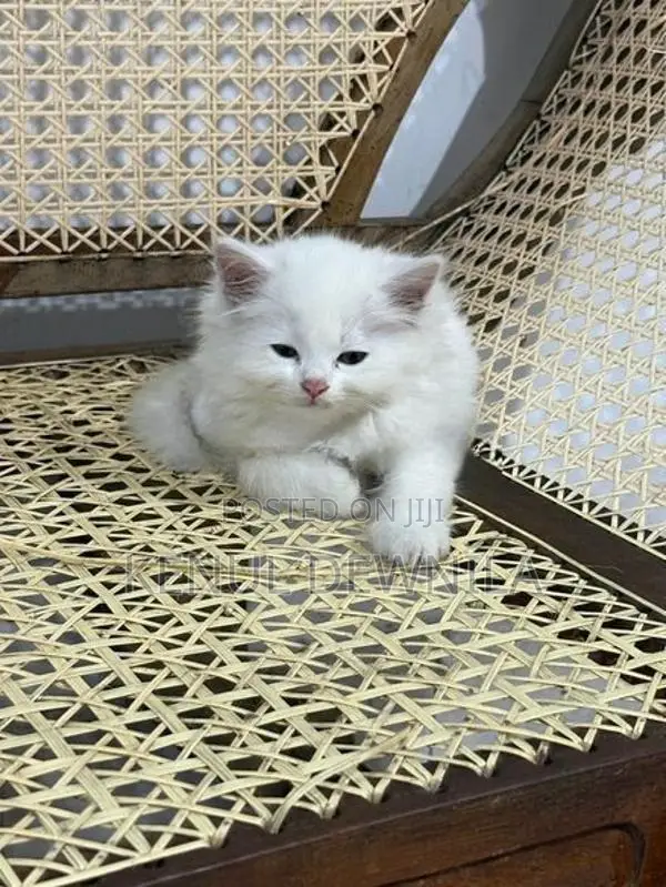 Persian Kittens