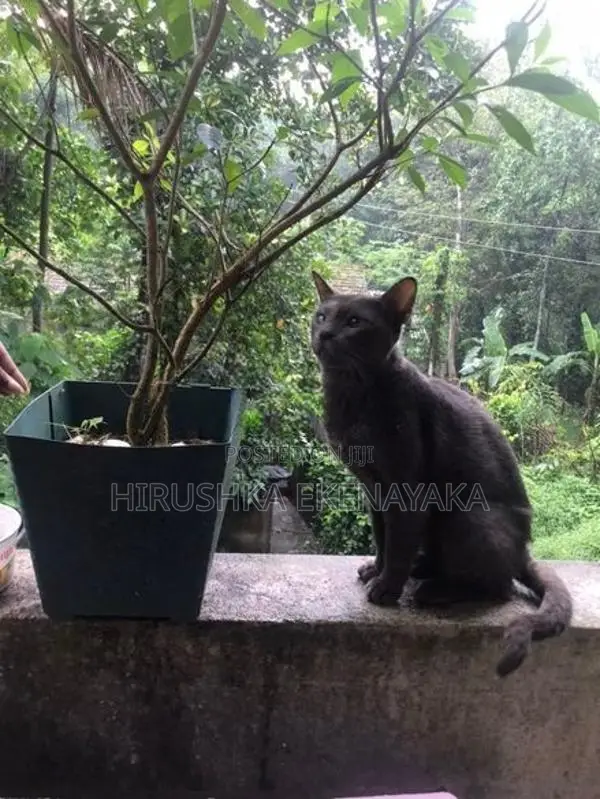 Russian Blue Cat