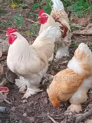 Brama Chicken