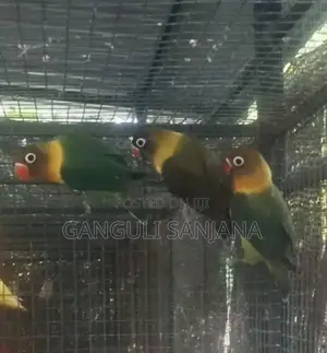 African Love Birds