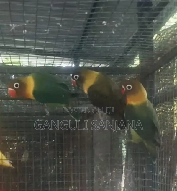 African Love Birds