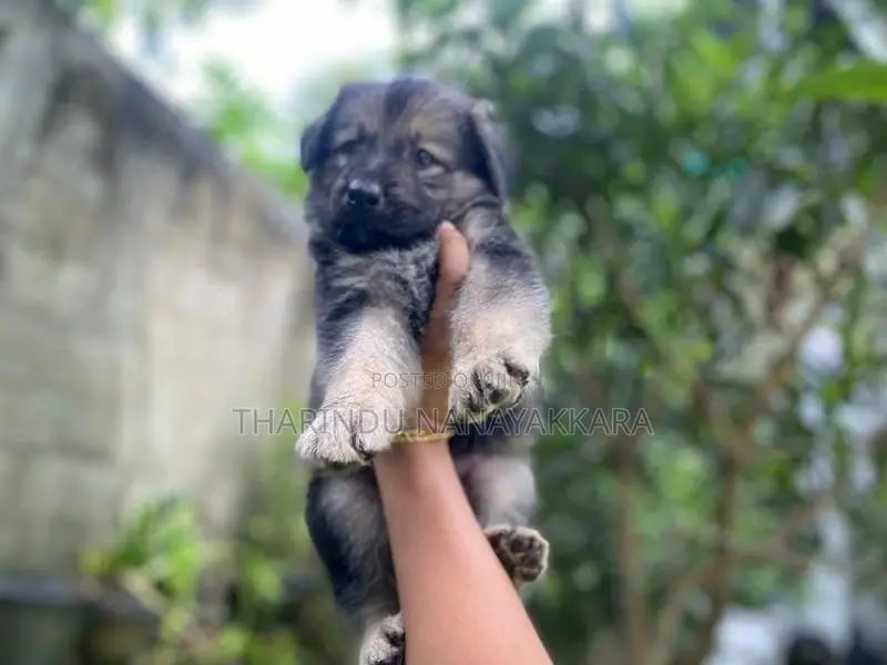 German Shepherd Puppies