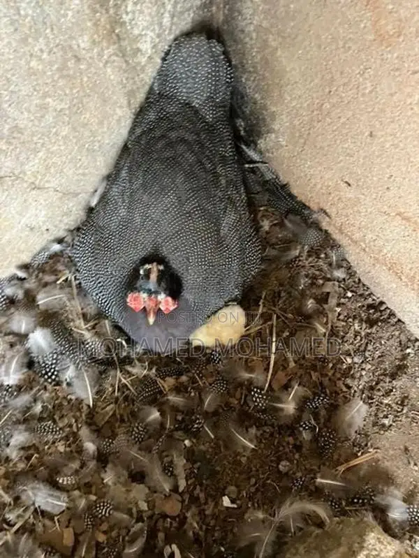 Guinea Foul Chicks