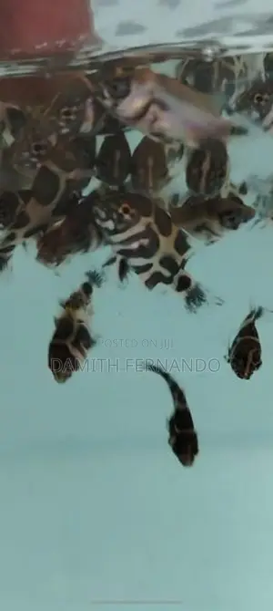 Oscar Fish