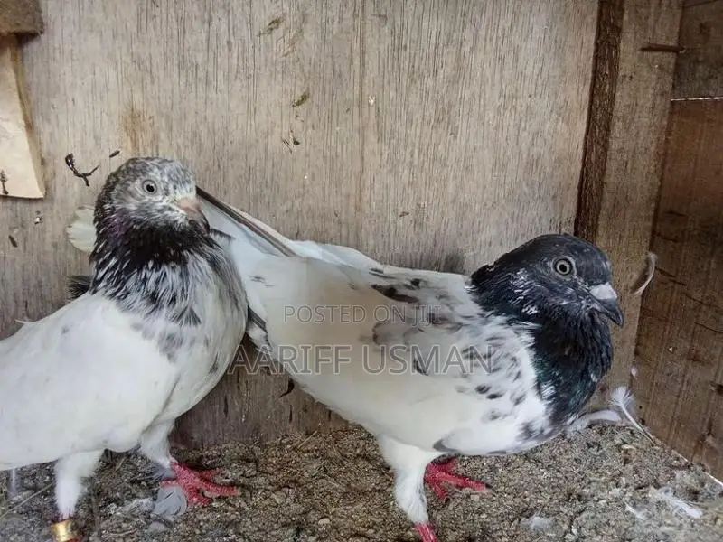 Pakistan Pigeon