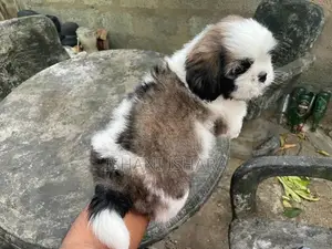 Shih-tzu(ශිට්සු)