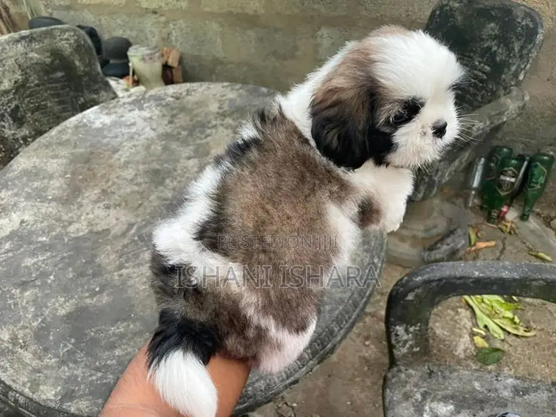 Shih-tzu(ශිට්සු)