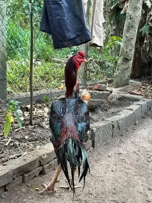 Velladiyan Rooster