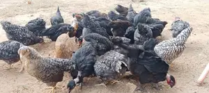 Farm Chicks
