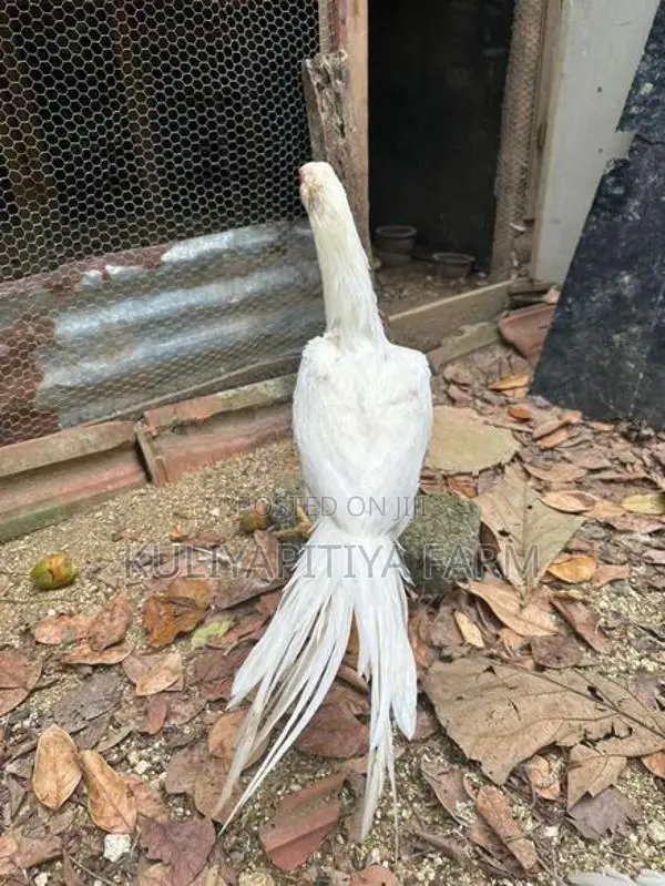 Parrot Beak White Chick