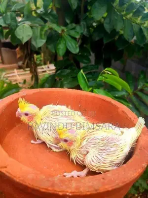 Cockatiel Chiks