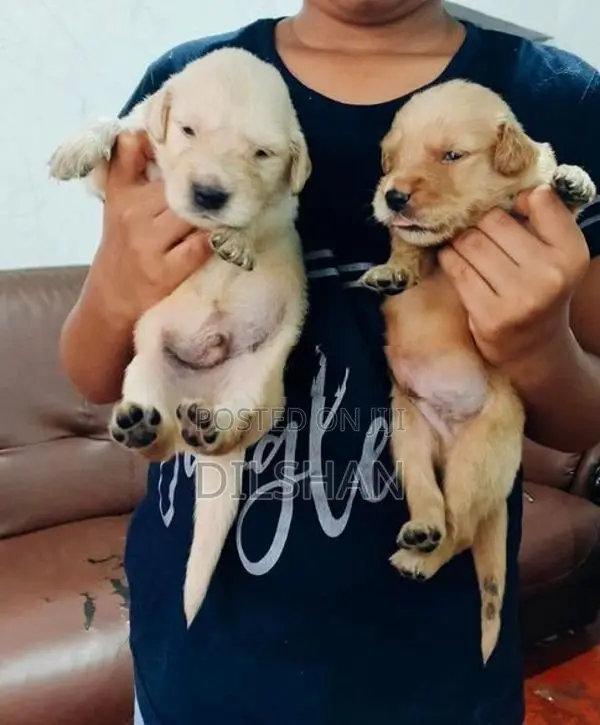 Golden Retriever Puppy