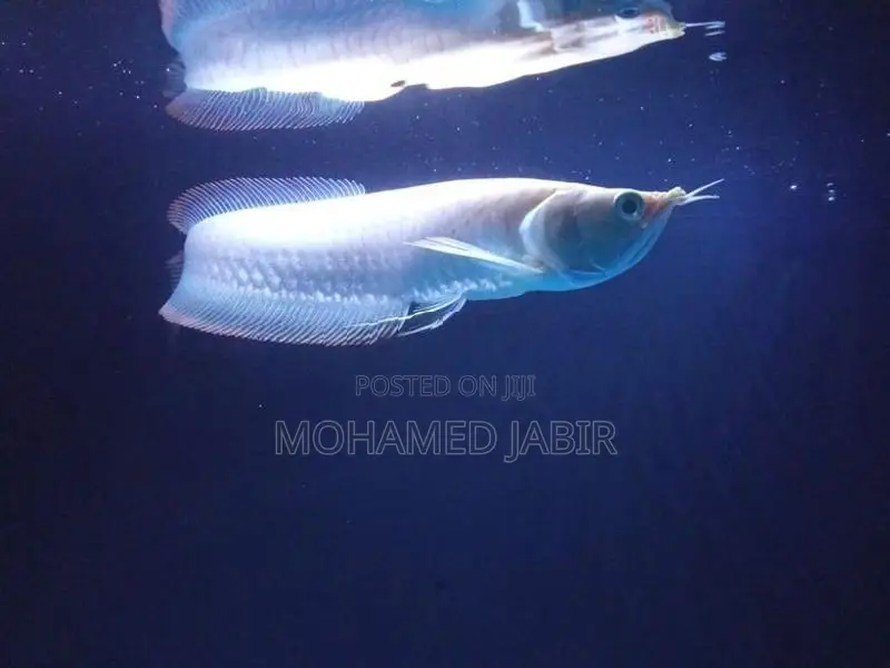 Albino Arowana Pink Eye