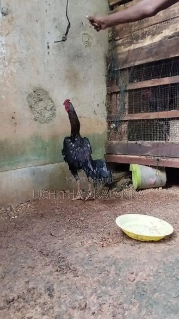 Rooster