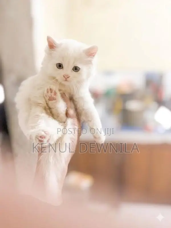 Persian Kittens