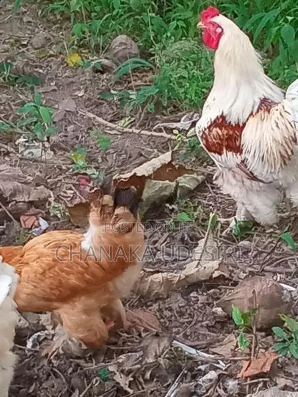 Brama Chicken
